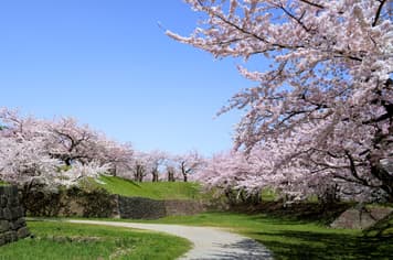 23118 ทัวร์ญี่ปุ่น วัน 4 คืน CTS61 หุบเขานรกจิโกคุดานิ ย่านเก่าทานุกิโคจิ สวนสาธารณะโอโดริ ถนนซาไกมาจิ (ซากุระ) 6 บิน ไทยเวียตเจ็ท