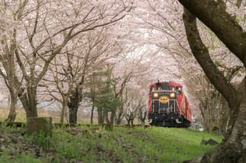 23261 ทัวร์ญี่ปุ่น วัน 3 คืน ZGNRT-2611VZ พระใหญ่ไดบุตสึ  ชมดอกชิบะซากุระ วัดอาซากุสะ 5 บิน ไทยเวียตเจ็ท