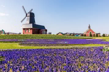 23334 ทัวร์ญี่ปุ่น วัน 4 คืน JPL-CTS-11 ฟาร์มสุนัขจิ้งจอกฮอกไกโด ทุ่งดอกทิวลิป  น้ำตกกิงกะ (ผ่อนชำระได้) 7 บิน Japan Airlines