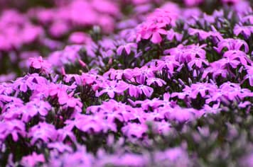 23356 ทัวร์ญี่ปุ่น วัน 4 คืน JPL-CTS-12 หมู่บ้านจิิ้งจอก สวนดอกชิบะซากุระ ล่องเรือชมวาฬ 7 บิน Japan Airlines