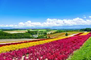 23359 ทัวร์ญี่ปุ่น วัน 4 คืน GO2CTS-TG070 สวนดอกไม้ ชิคิไซโนะโอกะ บลูพอนด์ นิงเกิ้ลเทอเรส 6 บิน การบินไทย