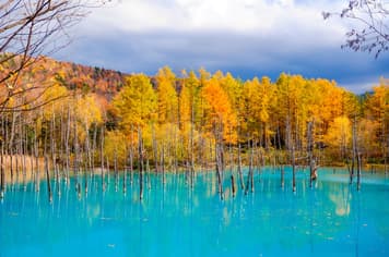 23517 ทัวร์ญี่ปุ่น วัน 3 คืน CTS67 สวนชิกิไซโนะโอกะ โทมิตะฟาร์ม เนินแห่งพระพุทธเจ้า บ่อน้ำสีฟ้า 5 บิน ไทยแอร์เอเชียเอกซ์