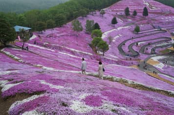 23660 ทัวร์ญี่ปุ่น วัน 4 คืน GO2CTS-TG080  เมืองโซอุนเคียว  ชมทุ่งดอกชิบะซากุระ คลองโอตารุ 6 บิน การบินไทย