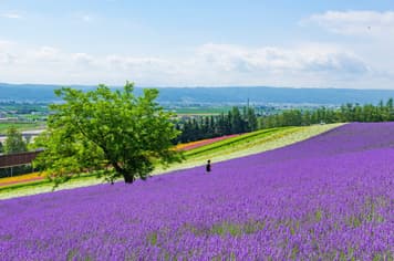 23756 ทัวร์ญี่ปุ่น วัน 3 คืน CVZCTS1 น้ำตกชิราฮิเกะ สวนดอกไม้ชิกิไซ โนะ โอกะ ย่านช้อปปิ้งทานุกิโคจิ ซูซูกิโนะ 5 บิน ไทยเวียตเจ็ท