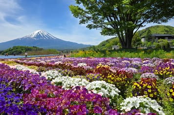 23889 ทัวร์ญี่ปุ่น วัน 3 คืน JVZ286X วัดโคโตคุอิน เทศกาล Kawaguchiko อิสระเที่ยวหนึ่งวัน 5 บิน ไทยเวียตเจ็ท