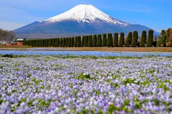 24088 ทัวร์ญี่ปุ่น วัน 4 คืน XJ357 สวนดอกไม้ฮานะโนะมิยาโกะ เกาะเอโนชิมะ วัดอาซากุสะ อิสระเที่ยวหนึ่งวัน 6 บิน ไทยแอร์เอเชียเอกซ์