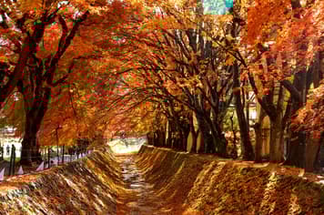 24336 ทัวร์ญี่ปุ่น วัน 4 คืน GO2NRT-TG100  อุโมงค์ใบเมเปิ้ล ศาลเจ้าโทโชคุ ถนนต้นแปะก๊วย อิสระเที่ยวหนึ่งวัน 6 บิน การบินไทย