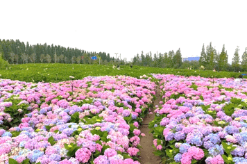 25253 ทัวร์จีน วัน 5 คืน สวนน้ำตกคุนหมิง ซานโตรินี่ เมืองโบราณซาซี เมืองเก่าไป๋ชา 6 บิน Kunming Airlines