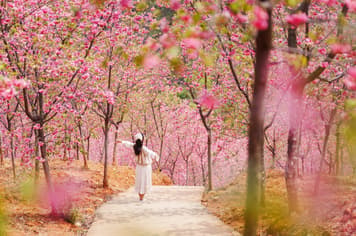 25927 ทัวร์จีน วัน 3 คืน ทุ่งดอกมัสตาร์ด แลสวนซากุระหมื่นต้น ถนนคนเดินหนานผิงเจีย 4 บิน Kunming Airlines