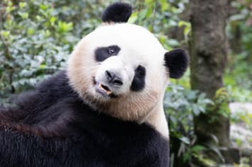 26085 ทัวร์จีน วัน 4 คืน อุทยานภูเขาสี่ดรุณี หุบเขาแพนด้า อิสระเที่ยวสองวัน 5 บิน เฉิงตู แอร์ไลน์