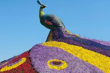26930 ทัวร์จีน วัน 3 คืน ภูเขาหิมะเจียวจื่อ สวนดอกไม้ QICAI FLOWER SEA OF DOUNAN วัดหยวนทง 4 บิน Kunming Airlines