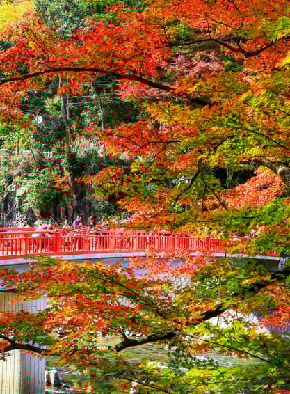 OSAKA UJI KYOTO OBARA 5D 3N BY XJ -- NOV'25 -- ซุปตาร์...Kōyō อลังการไฟล้านดวง x ซากุระสี่ฤดู