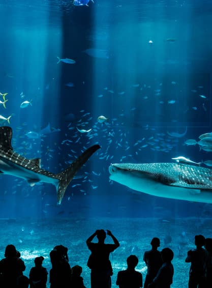 ทัวร์ญี่ปุ่น โอกินาว่า 4 วัน 3 คืน FD031 พิพิธภัณฑ์สัตว์น้ำชุราอูมิ โอกินาว่าเวิลด์ บิน FD (DMK)