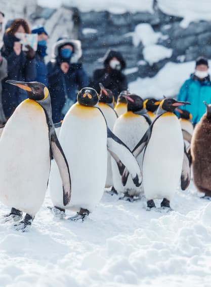 ทัวร์ญี่ปุ่น ฮอกไกโด 5 วัน 3 คืน XJ302 สวนสัตว์อาซาฮิคาว่า คลองโอตารุ บิน XJ (DMK)