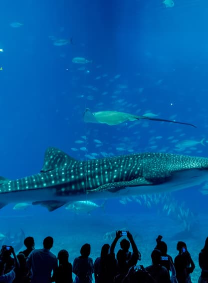 ทัวร์ญี่ปุ่น โอกินาว่า 4 วัน 3 คืน FD034 พิพิธภัณฑ์สัตว์น้ำชุราอูมิ ผามันซาโมะ บิน FD