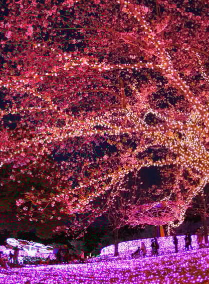 ทัวร์ญี่ปุ่น โตเกียว 6 วัน 4 คืน ZGHND-2525NH เทศกาลประดับไฟซากามิโกะ ฟูจิเท็น (เที่ยวอิสระ 1 วัน) บิน NH (BKK)