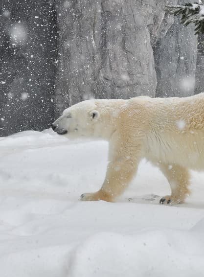 ทัวร์ญี่ปุ่น ฮอกไกโด 6 วัน 4 คืน สวนสัตว์อาซาฮิยามะ นิงเกิ้ลเทอเรส คลองโอตารุ ลานสกีชิกิไซ บิน SL (DMK)