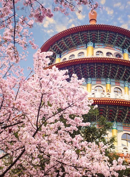 ทัวร์ไต้หวัน ไทจง ไทเป 4 วัน 3 คืน ล่องเรือสุริยันจันทรา สัมผัสเสน่ห์ซากุระ ท่าเรือประมงเจิ้งปิน วัดเหวินหวู่ (ซากุระ) (ผ่อน 0%) บิน CI (BKK)