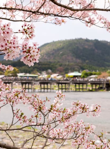 ทัวร์ญี่ปุ่น โอซาก้า โตเกียว 6 วัน 4 คืน GO2KIX-TG075 สะพานโทเก็ตสึเคียว  อาริยามะ วัดคิโยะมิซุ วัดอาซากุซะ บิน TG (BKK)