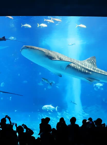 ทัวร์ญี่ปุ่น โอกินาว่า 5 วัน 4 คืน FD037 ศาลเจ้านามิโนะอุเอะ โอกินาว่าเวิลด์ ถ้ำธารมรกตเกียวคุเซ็นโด สวนพฤกษศาสตร์ตะวันออกเฉียงใต้ บิน FD (DMK)