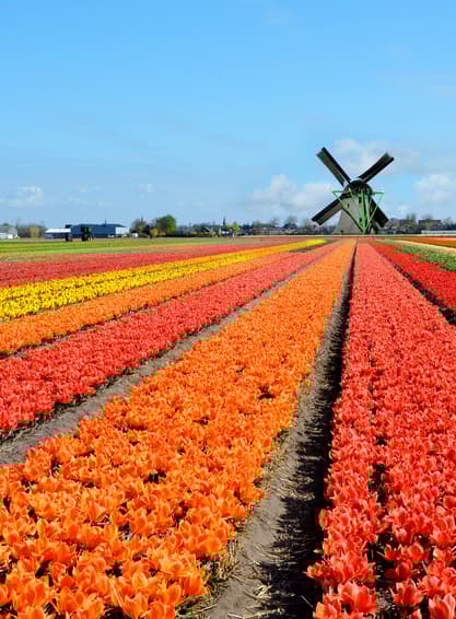 ทัวร์ เยอรมัน เนเธอร์แลนด์ เบลเยี่ยม ฝรั่งเศส 8 วัน 5 คืน GEK135 มหาวิหารโคโลญ หมู่บ้านกีธูรน์ หมู่บ้านกังหันชานส์สคันส์ สวนเคอเคนฮอฟ บิน EK (BKK)