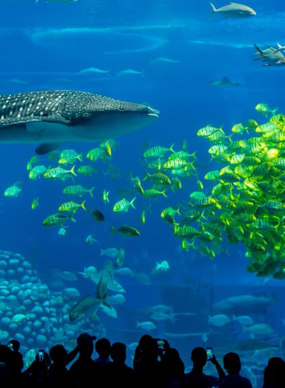 ทัวร์จีน จีน มาเก๊า จูไห่ 5 วัน 3 คืน GO1MFM-NX022 สวนสนุกฉางหลง Chimelong Ocean Kingdom สวนสนุก Chimelong Spaceship Park จู่ไห บิน NK (BKK)   