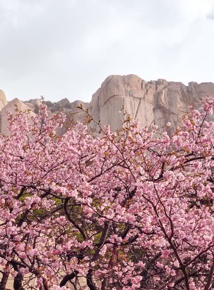 ทัวร์เกาหลี โซล 5 วัน 3 คืน WEKR-CNXSSB2026เ กาะนามิ เอเวอร์แลนด์ธีมปาร์ค ร่วมเทศกาลดอกพ็อดกดบาน ที่ซอรัค และเอเวอร์แลนด์ บิน 7C (CNX)