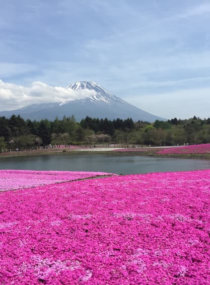 ทัวร์ญี่ปุ่น โตเกียว 6 วัน 3 คืน GO2HND-TG046 PINKMOSS วัดโคโตคุอิน ศาลเจ้าฮาโกเน่ วัดอาซากุสะ ห้างไดเวอร์ซิตี้ (ผ่อน 0%) บิน TG (BKK)