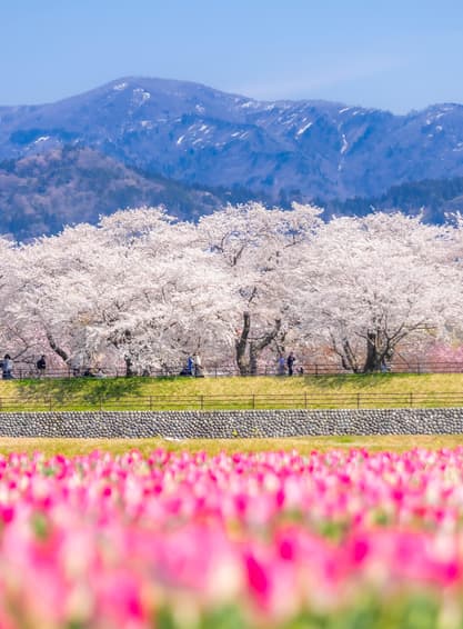 ทัวร์ญี่ปุ่น โอซาก้า ทาคาย่าม่า เกียวโต 7 วัน 4 คืน อาซาฮีฟุนะกาว่า หมู่บ้านชิราคาวาโกะ ช้อปปิ้งชินไซบาชิ บิน SQ (BKK)