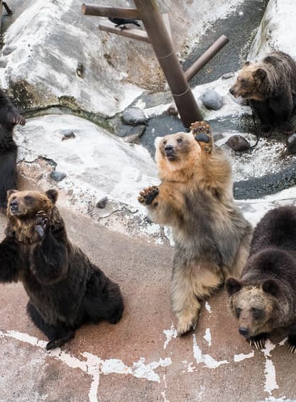 ทัวร์ญี่ปุ่น ฮอกไกโด 6 วัน 4 คืน BT-CTS_W06_XJ ศูนย์อนุรักษ์พันธุ์หมีสีน้ำตาล โรงงานช็อกโกแลต  ชิโรอิ โคอิบิโตะ เทศกาลประดับไฟโทยะ บิน XJ (DMK)