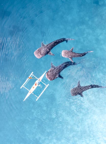 ทัวฟิลิปปินส์ ฟิลิปปินส์ 4 วัน 3 คืน GO1CEB-5J102 ป้อมปราการซานเปโดร กางเขนโบราณ เกาะสุมิลอน เกาะโบโฮล (ผ่อน 0%) บิน 5J (DMK)