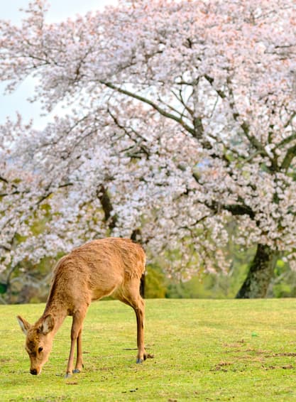 ทัวร์ญี่ป่น โอซาก้า เกียวโต 5 วัน 3 คืน KIX_S02_XJ ปราสาทโอซาก้า สวนสาธารณะนารา วัดสึโบซากะเดระ ถนนสายนักปราชญ์ บิน XJ (DMK)