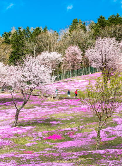 ทัวร์ญี่ปุ่น โตเกียว 6 วัน 3 คืน ZGHND-2614NH วัดอาซากุสะ คาวาโกเอะ ถนนคุระซึคุริ หอนาฬิกาโทคิโนะคาเนะ บิน  NH (BKK)