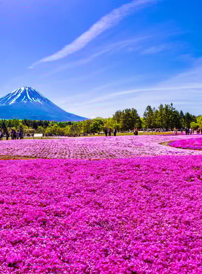 ทัวร์ญี่ปุ่น โตเกียว นาโกย่า 6 วัน 4 คืน JPL-NGO-08 ซากุระปราสาททาคาทาโตะ สวนดอกไม้นานาชนิดฟุนางาวะ ล่องเรือชมซากุระแม่น้ำมัตสึคาวะ (ซากุระ) บิน TG (BKK)