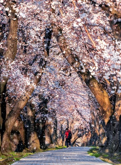 ทัวร์ญี่ปุ่น โอซาก้า นาโกย่า 6 วัน 4 คืน SHNTGNGO2  โอโนะ ซากุระ สึสึมิ ไคโร ซากุระเซวารินเท วัดโชกุนซุกะเซริวเด็น (ซากุระ)บิน TG (BKK)