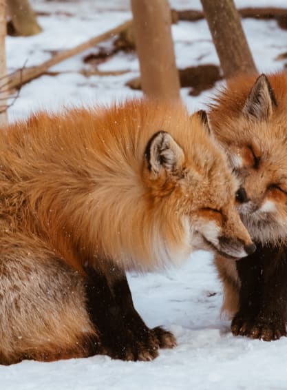 ทัวร์ญี่ปุ่น เซนได 6 วัน 4 คืน XJ347 หมู่บ้านจิ้งจอก หมู่บ้านโออุจิ จูคุ ซากปราสาทอาโอบะ ถนนคลิสโรด (หิมะ) บิน XJ (DMK)