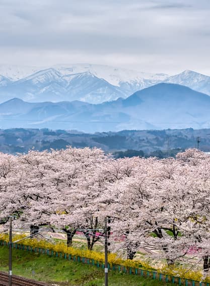 ทัวร์ญี่ปุ่น เซนได 6 วัน 4 คืน GO2SDJ-XJ007 วัดซูซอนจิ หมู่บ้านซามูไร ล่องเรืออ่าวมัตสึชิมะชมซากุระพันต้น ฮิโตะเมะ เซ็มบงซากุระ (ซากุระ) (ผ่อน 0%) บิน XJ (DMK)