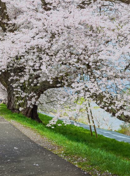 ทัวร์ญี่ปุ่น เซนได 5 วัน 3 คืน GO2SDJ-XJ008 ชมซากุระรอบ ปราสาทสึรุกะ ชมซากุระ สวนสาธารณะไคเซซังเอ็น จุดชมซากุระพันต้น ฮิโตะเมะ เซ็มบงซากุระ (ซากุระ) (ผ่อน 0%) บิน XJ (DMK)