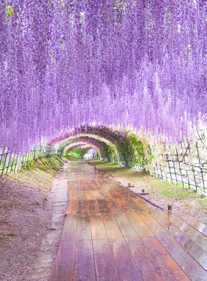 ทัวร์ญี่ปุ่น ฟุกุโอกะ 5 วัน 3 คืน ZGFUK-2608VZ ทะเลสาบคินริน หมู่บ้านยูฟุอิน บ่อเดือดยูมิ วัดนันโซอิน บิน VZ (BKK)