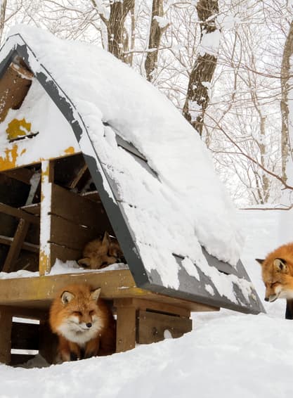 ทัวร์ญี่ปุ่น เซนได 5 วัน 3 คืน XJ348 ปราสาทสึรุกะ หมู่บ้านโออุจิ จูคุ หมู่บ้านจิ้งจอก ภูเขาซาโอะ บิน XK (DMK)