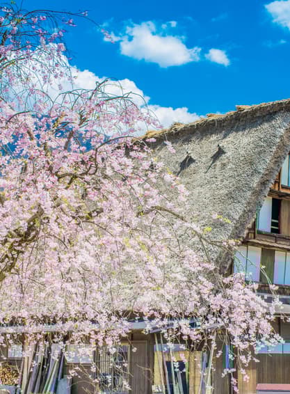 ทัวร์ญี่ปุ่น โอซาก้า 6 วัน 4 คืน PJPKIX05-VZ  ตลาดเช้าทาคายาม่า เมืองเก่าทาคายาม่า หมู่บ้านมรดกโลกชิราคาวาโกะ (ซากุระ) บิน VZ (BKK)