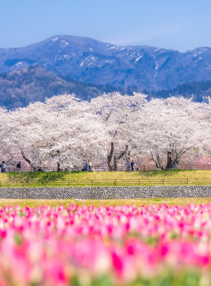 ทัวร์ญี่ปุ่น น่าโกย่า ทาคายาม่า 7 วัน 4 คืน ZGNGO-2604SQ สวนอาซาฮีฟุนะกาว่า พระใหญ่ทากาโอกะ วัดคิโยมิสึ ตลาดปลาคุโรมง บิน SQ (BKK)