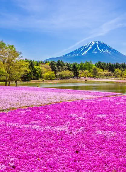 ทัวร์ญี่ปุ่น โอซาก้า โตเกียว 6 วัน 4 คืน JTG292 เทศกาลฟูจิชิบะซากุระ ปราสาทมัตสึโมโต้ หมู่บ้านมรดกโลกชิราคาวาโกะ บิน TG (BKK)