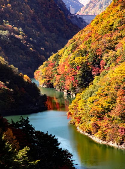 ทัวร์ญี่ปุ่น โตเกียว 5 วัน 3 คืน NRT01 ทุ่งโคเชีย สวนโออิชิ คามิโคจิ ปราสาทมัตสึโมโต้ หมู่บ้านน้ำใส โอชิโนะฮัคไค บิน XJ (DMK)