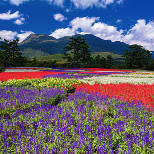 สวนดอกไม้คุจู