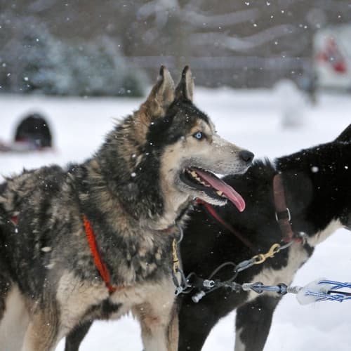 สุนัขลากเลื่อน 