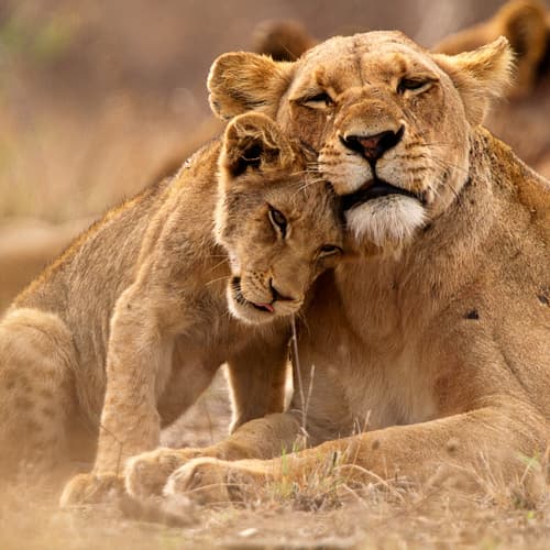 The Lion Park