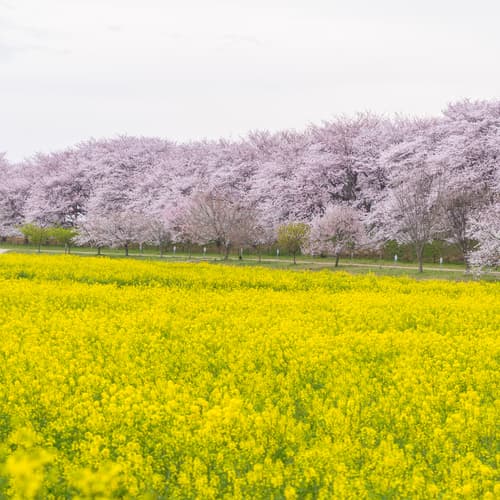 ซากุระเมืองไซตามะ (สวนกอนเก็นโด)