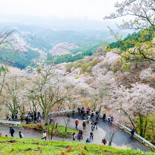 ภูเขาโยชิโนะ