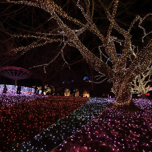 เทศกาล SAGAMIKO ILLUMINATION